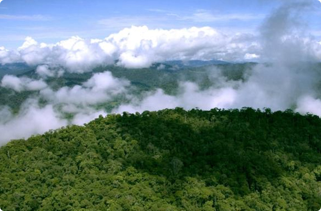 �|�ρ��羳̼���W�j���ӣ�Ŀ��2030����1000�f��/��