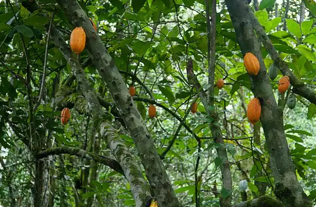 ���ǿɿ������̼ǧ�f�������a�串�w��������̼�к͸���